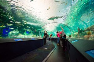 Acquario Ripleys