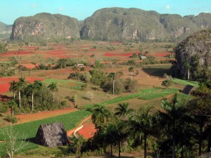 Pinar del rio