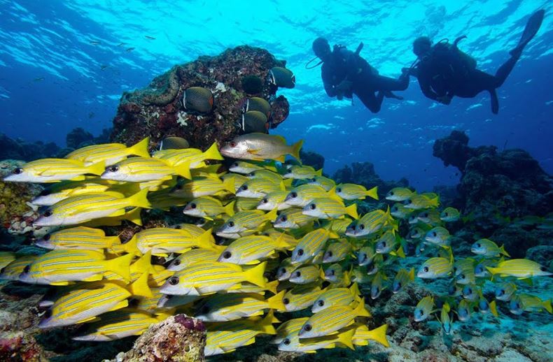 immersioni maldive