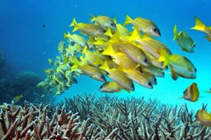 pesci colorati delle Maldive