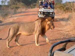 Safari Namibia 